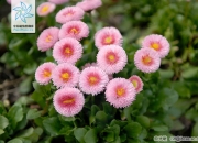 bellis和daisy的区别 bellicose和belligerent区别 