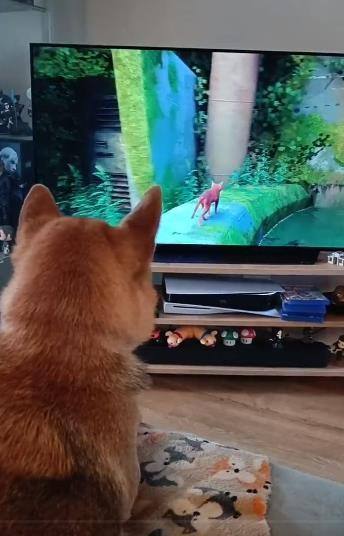 当我把家改成声控模式：猫主子学会开灯之后...的简单介绍