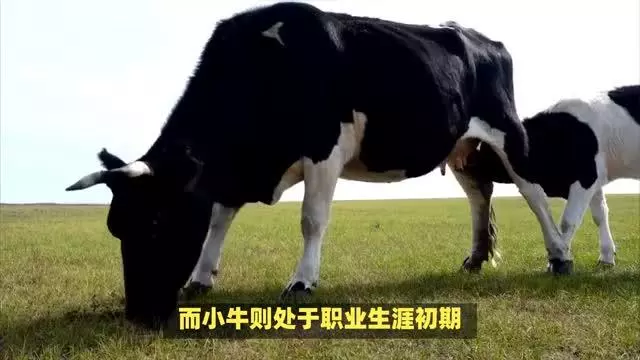 大牛小牛的区别