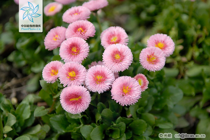bellis和daisy的区别 bellicose和belligerent区别 